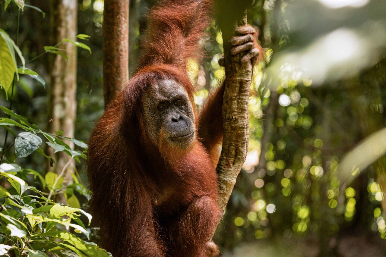 Orangutan of North Sumatra